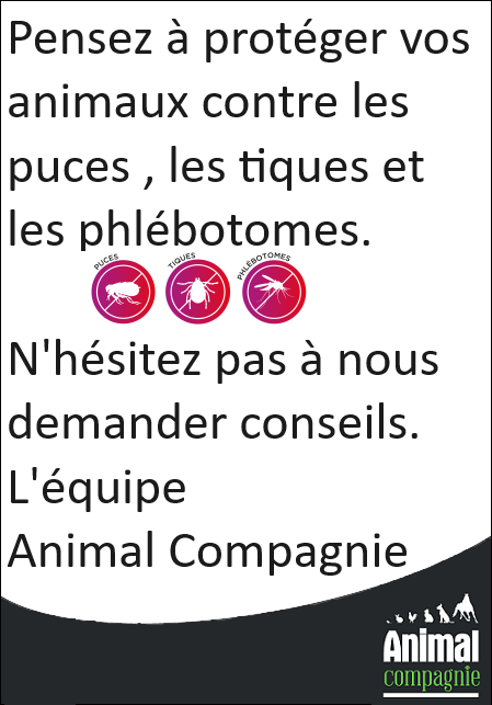 Pensez à protéger vos animaux contre les puces, les tiques et les phlébotomes.