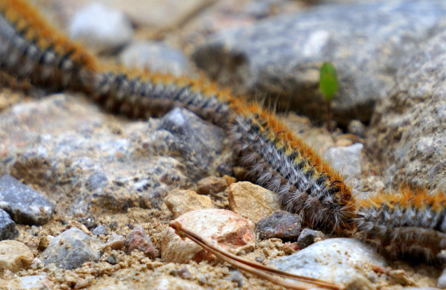 les chenilles processionnaires