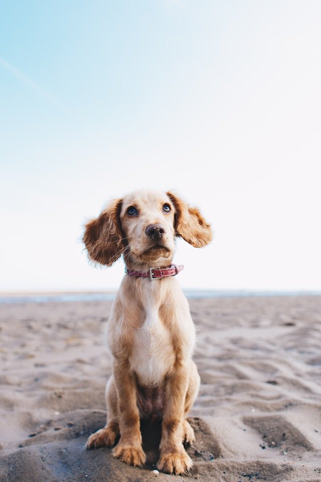 Chien à la plage