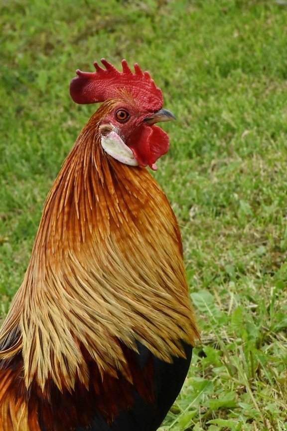 un Coq