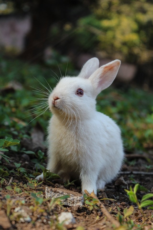 Lapin dans l'herbe