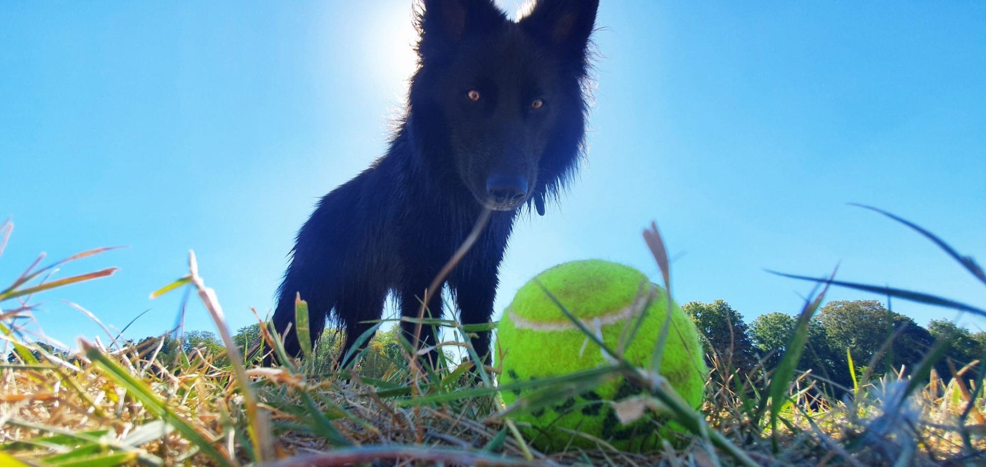 un chien regarde sa balle