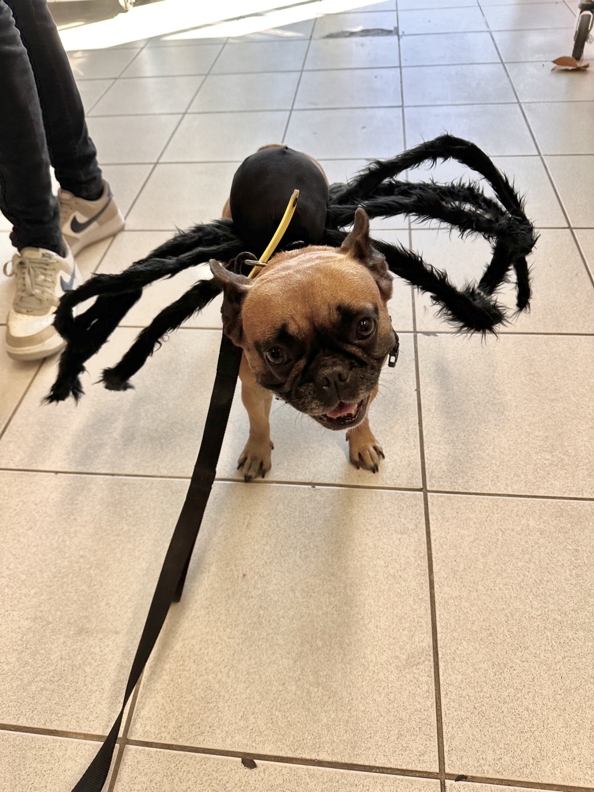 chien avec un costume d'araignée