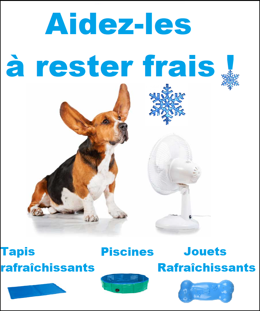 chien qui se rafraîchit