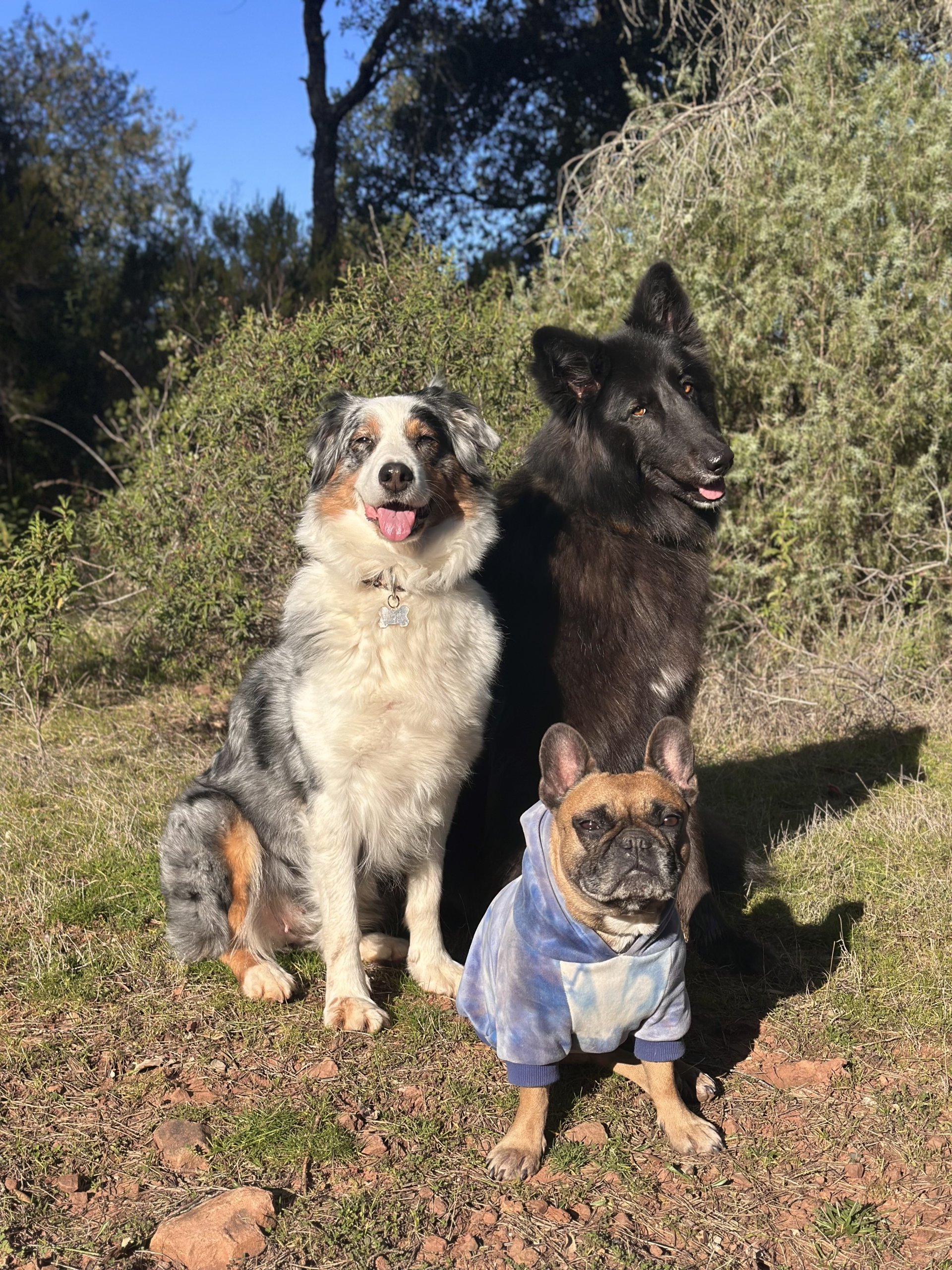 photo groupe 3 chiens